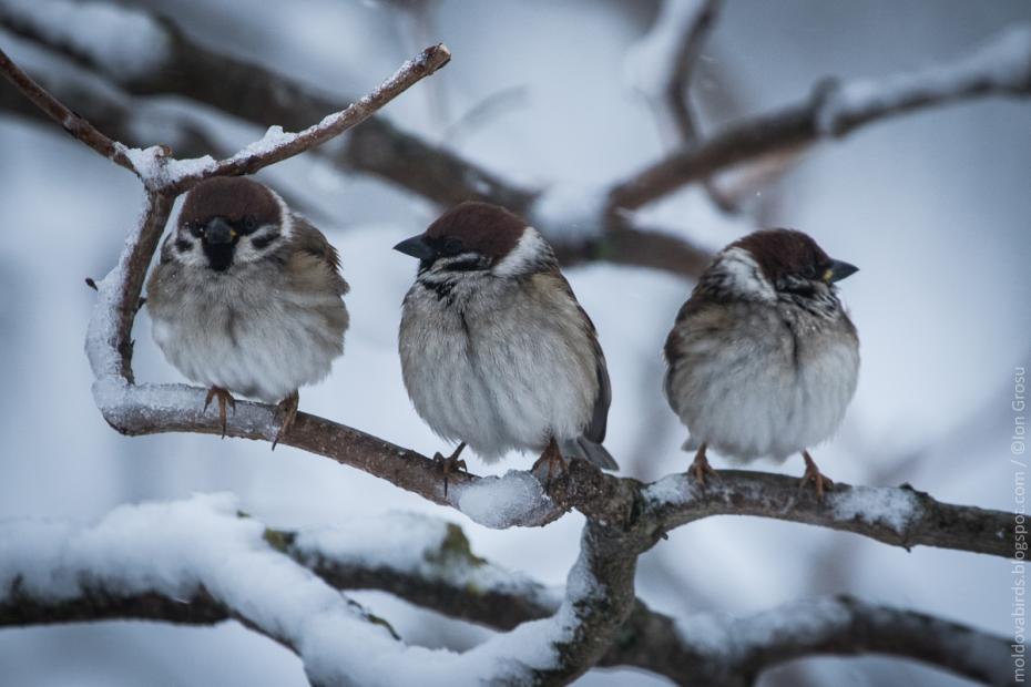 Vrăbii de cîmp (Passer montanus)