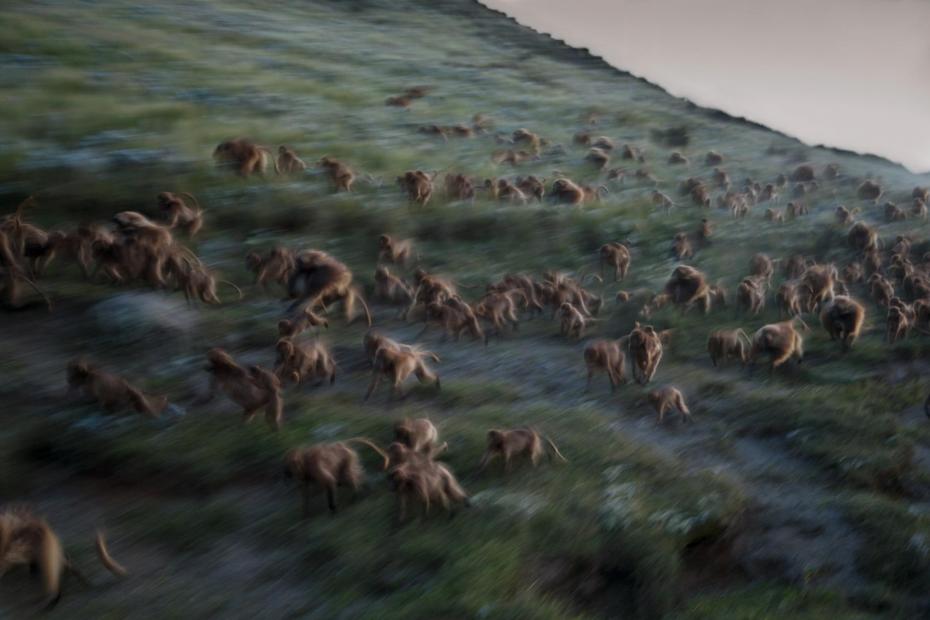 03-best-17-gelada-baboons-monkeys-guassa-ethiopia-evening-running-cliffs.adapt_.1900.1