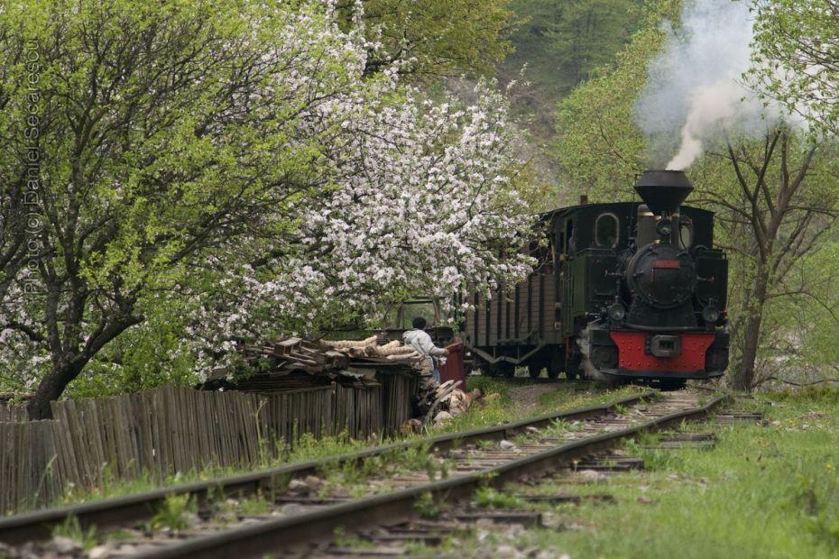 Mocănița-de-la-Vișeul-de-Sus-a-venit-cu-primăvara