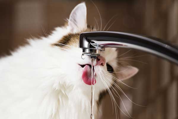 cat-drinks-water