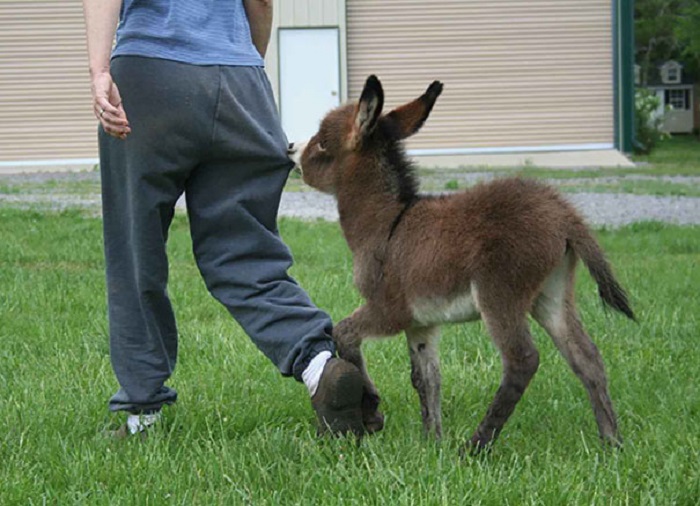 baby-donkeys-19