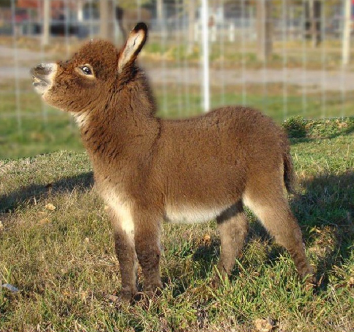 baby-donkeys-20