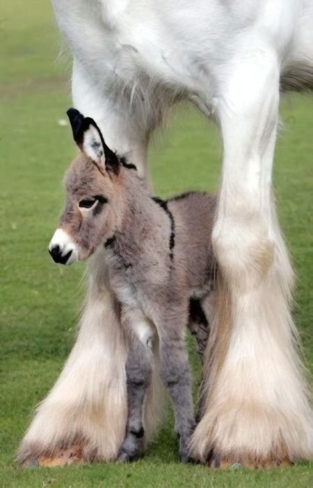 baby-donkeys-23