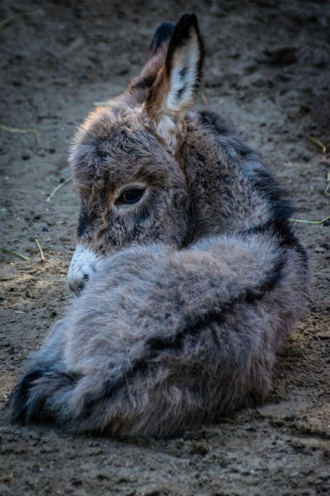 baby-donkeys-25