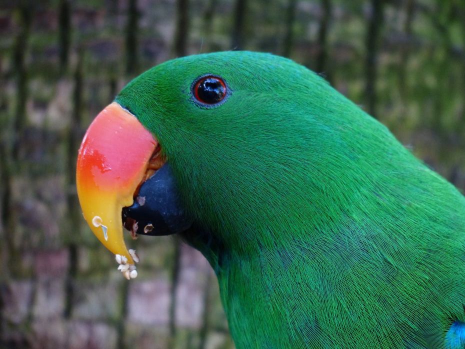 parrot-bill-red-orange-plumage-52714