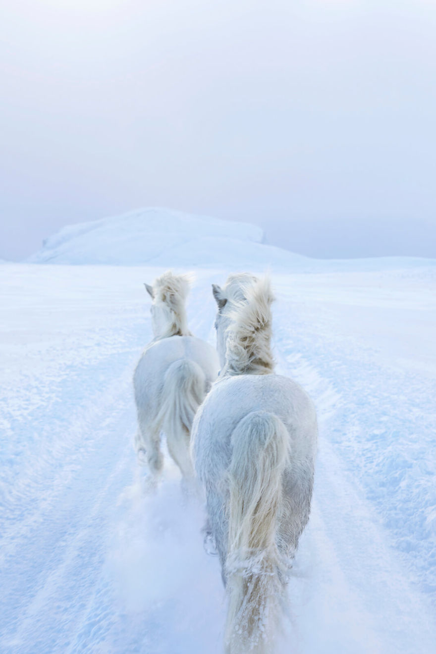 animal-photography-icelandic-horses-in-the-realm-of-legends-drew-doggett-36-5b5afc178ef4d__880