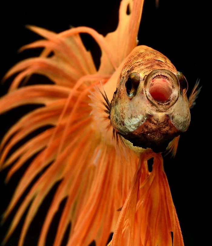 The-Elegant-And-Fantastic-Poses-Of-Aquarium-Fish-Captured-By-A-Thai-Photographer-5b713a081b189__700