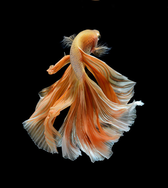 The-Elegant-And-Fantastic-Poses-Of-Aquarium-Fish-Captured-By-A-Thai-Photographer-5b713a0a4b4fe__700