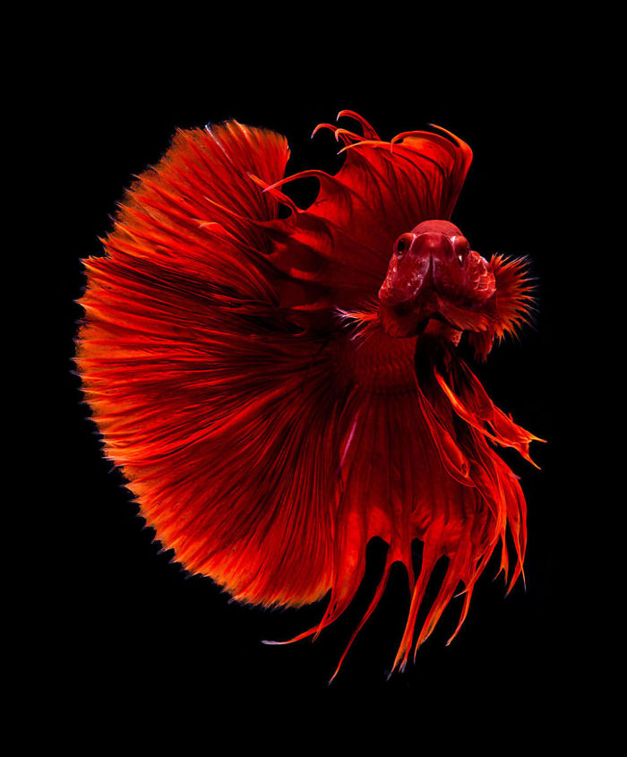 The-elegant-and-fantastic-poses-of-aquarium-fish-captured-by-a-Thai-photographer-5b70917d90d37__700