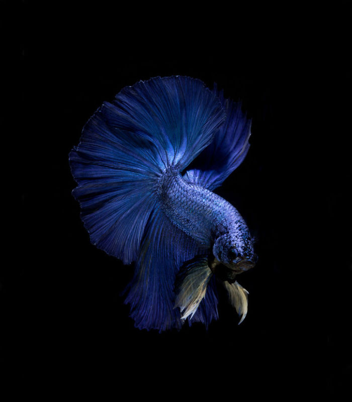 The-elegant-and-fantastic-poses-of-aquarium-fish-captured-by-a-Thai-photographer-5b709187d5858__700