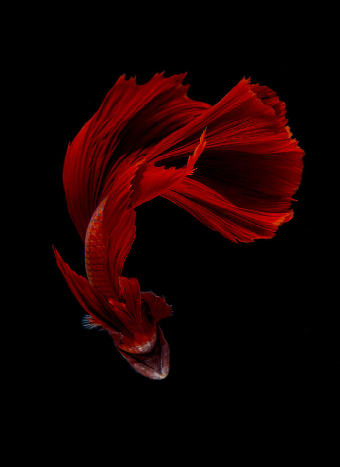 The-elegant-and-fantastic-poses-of-aquarium-fish-captured-by-a-Thai-photographer-5b7091b8c73c6__700