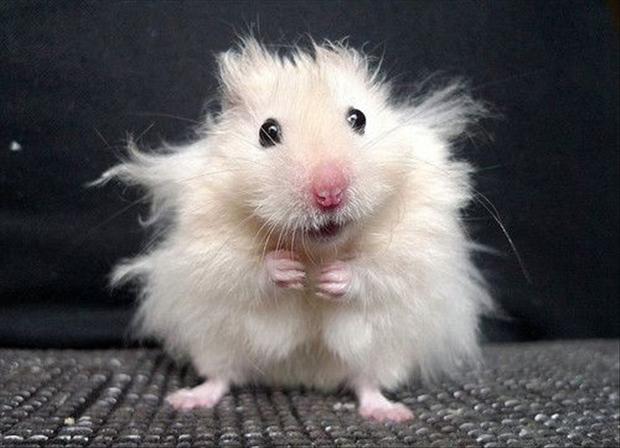 cute-hamster-funny-pictures