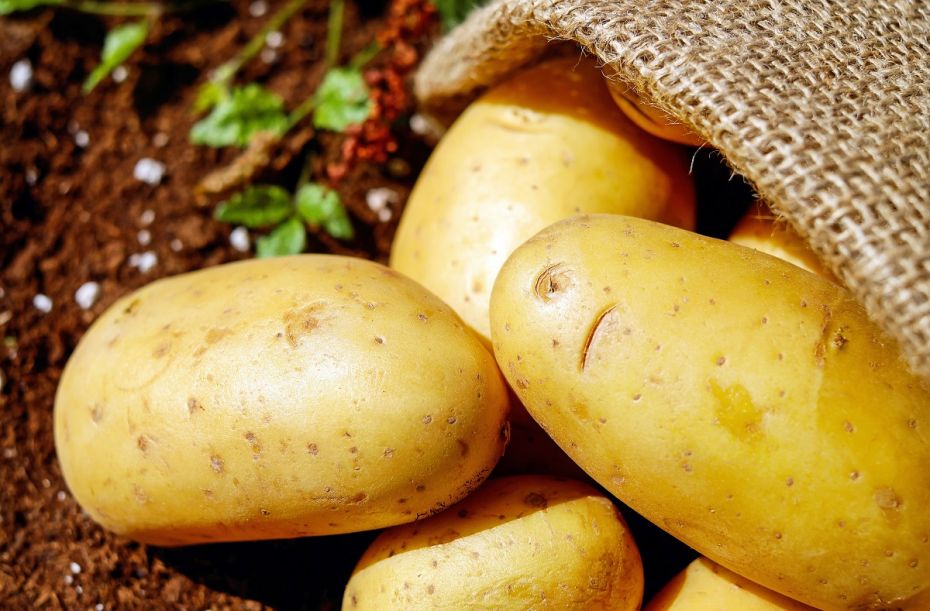 close-up-harvest-potatoes-162673