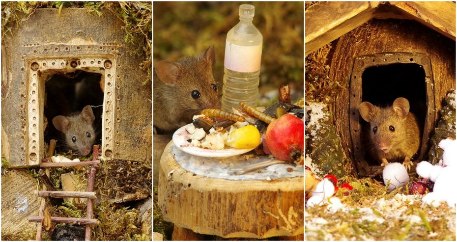 (foto) Locuitorii unui sat miniatural. Cum un fotograf a transformat grădina din spatele casei într-un rai pentru șoricei