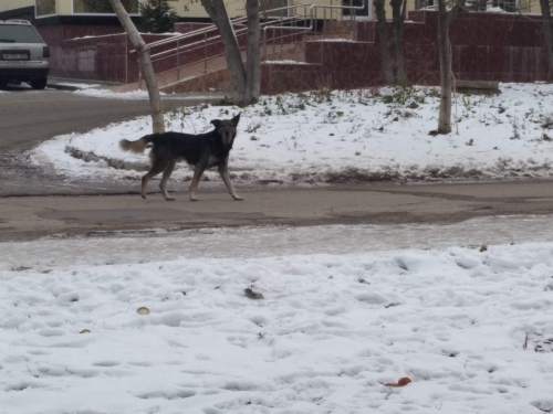 (foto) Câinii vagabonzi, o problemă pentru locuitorii din Ialoveni