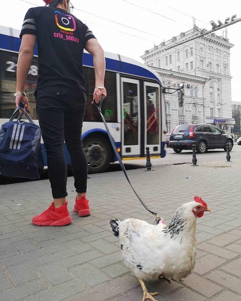 Человек петух. Курица на поводке. Петух на поводке. Ручная курица. Куры на поводке.