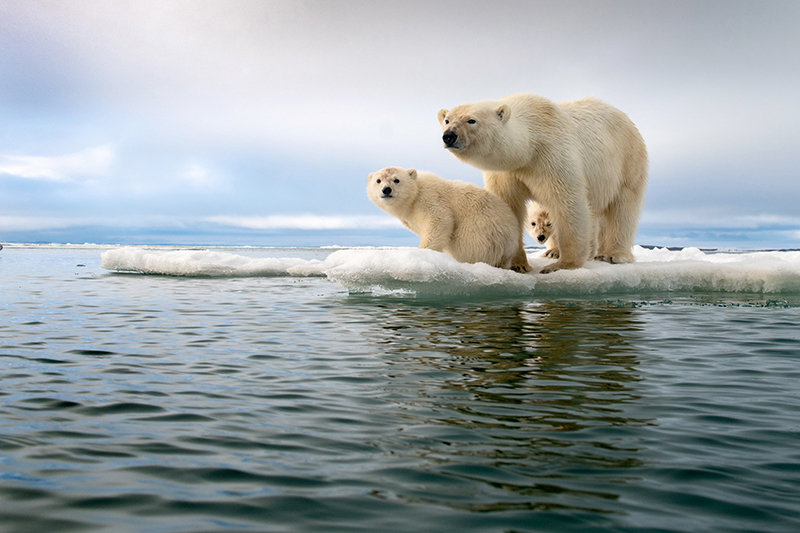 Polar Bear Family in a Melting World