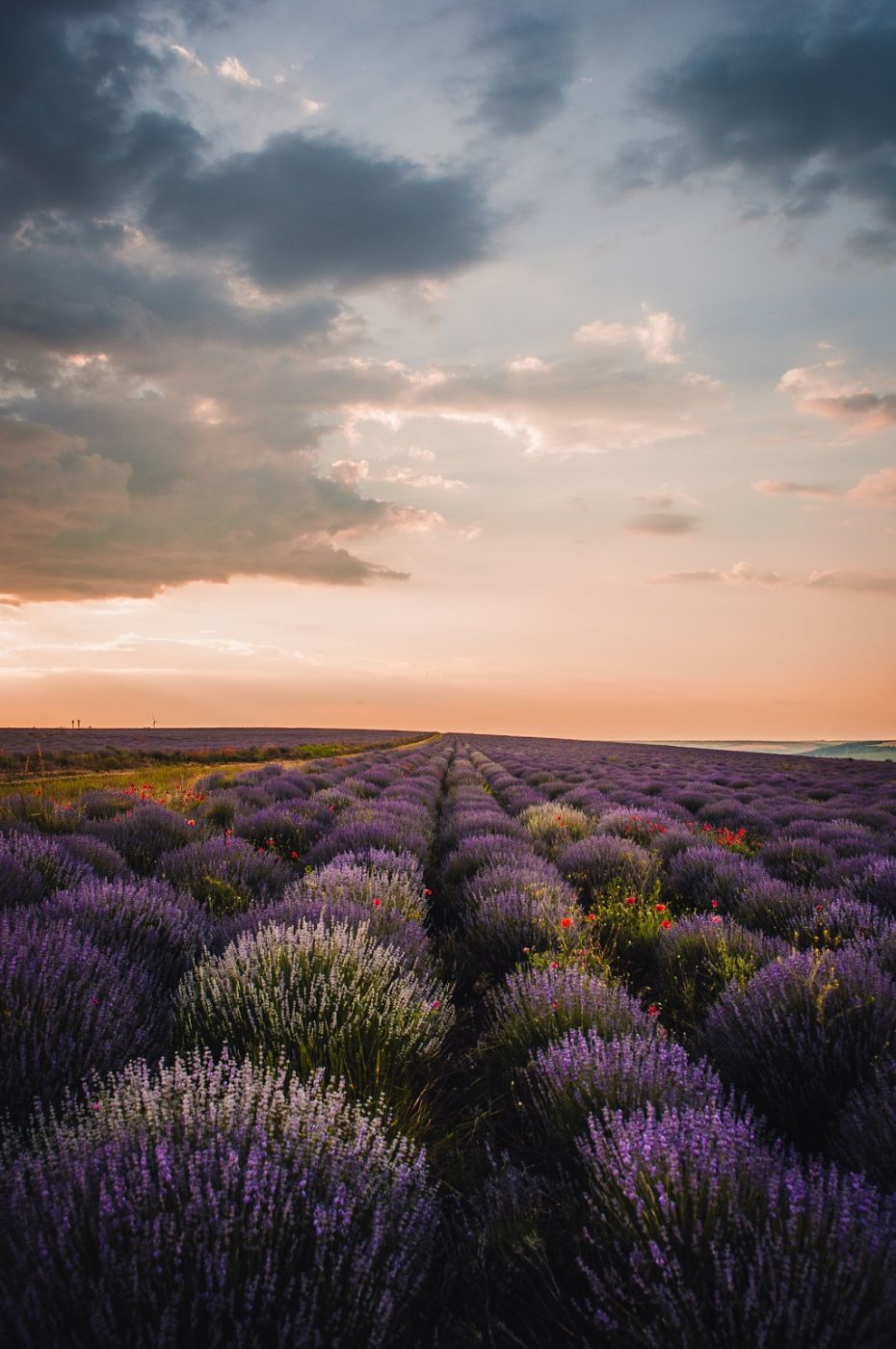 lavanda a