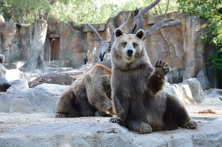 Urșii de la Grădina Zoologică din Chișinău vor avea o casă nouă de 5300 de metri pătrați. Când vor începe lucrările