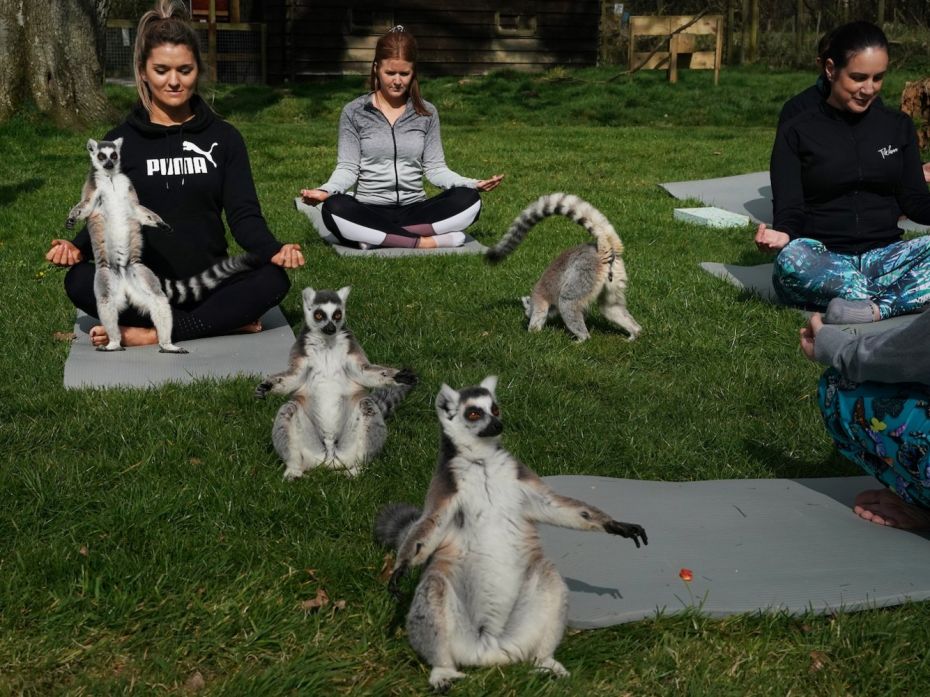 (foto) Își găsesc zenul alături de lemuri. Un hotel din Anglia oferă altfel de ședințe de yoga