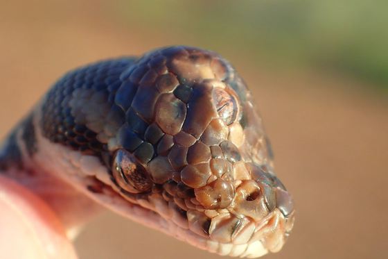 (foto) Un șarpe cu trei ochi a fost descoperit în Australia