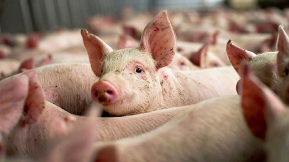 Un caz pozitiv de pestă porcină africană la mistreți a fost înregistrat în nordul țării