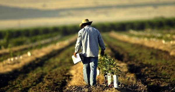 Agricultorii începători pot solicita subvenții de la stat. Lansarea afacerii nu trebuie să depășească 1 milion de lei