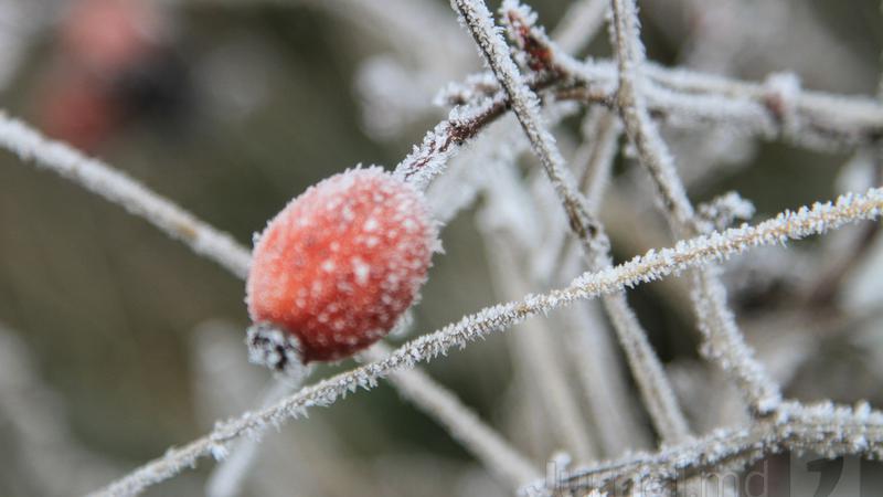 (foto) Codul galben de îngheț a fost prelungit pentru încă o zi. Ce temperaturi se vor înregistra