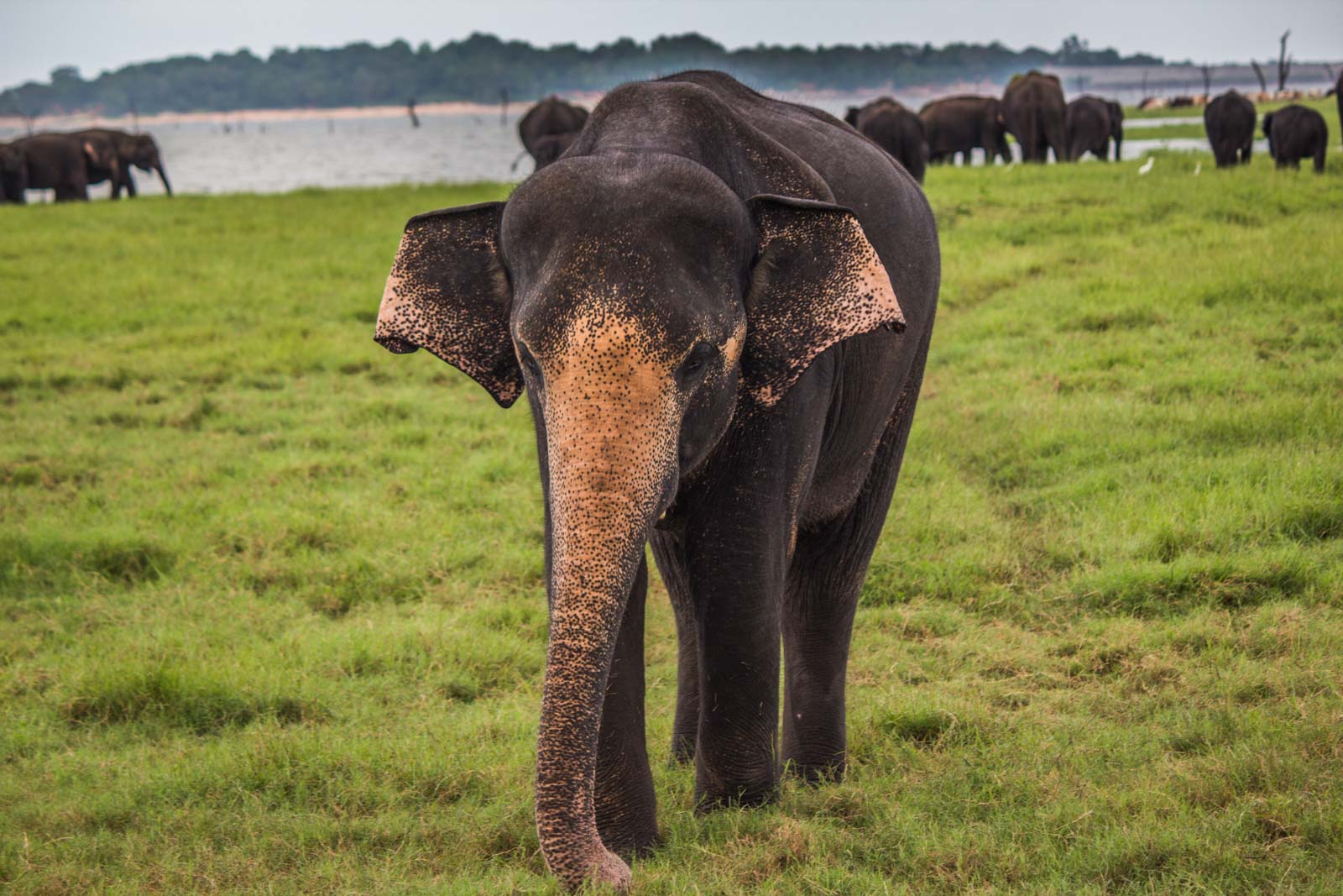 Șapte elefanți au fost găsiți morți în Sri Lanka. Poliția locală anunță că aceștia ar fi fost otrăviți de săteni