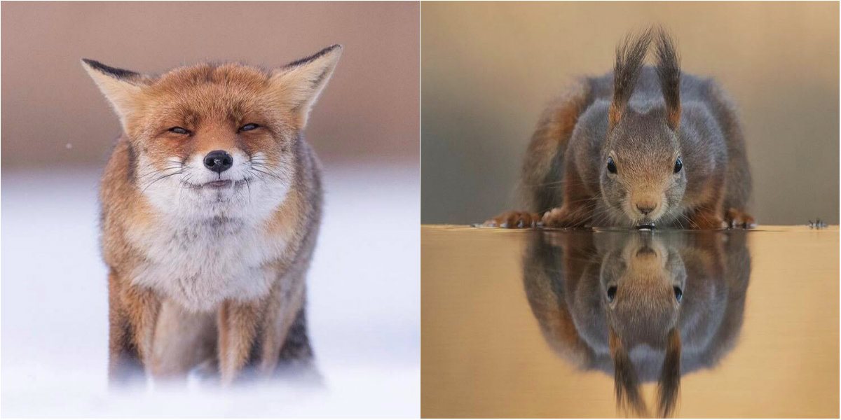 (foto) Ce fac animalele când nimeni nu le vede. Un artist olandez a surprins lumea sălbatică într-o manieră adorabilă