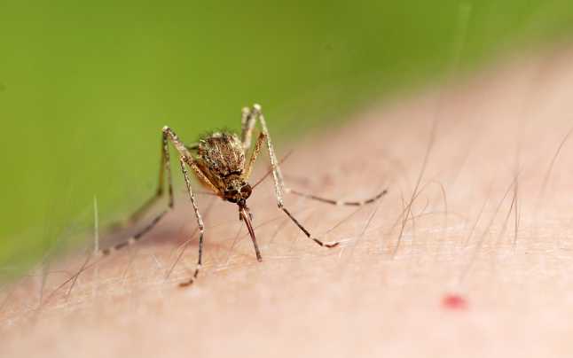 În Moldova a fost depistat primul caz al virusului „West Nile”. Persoana infectată este din orașul Cahul