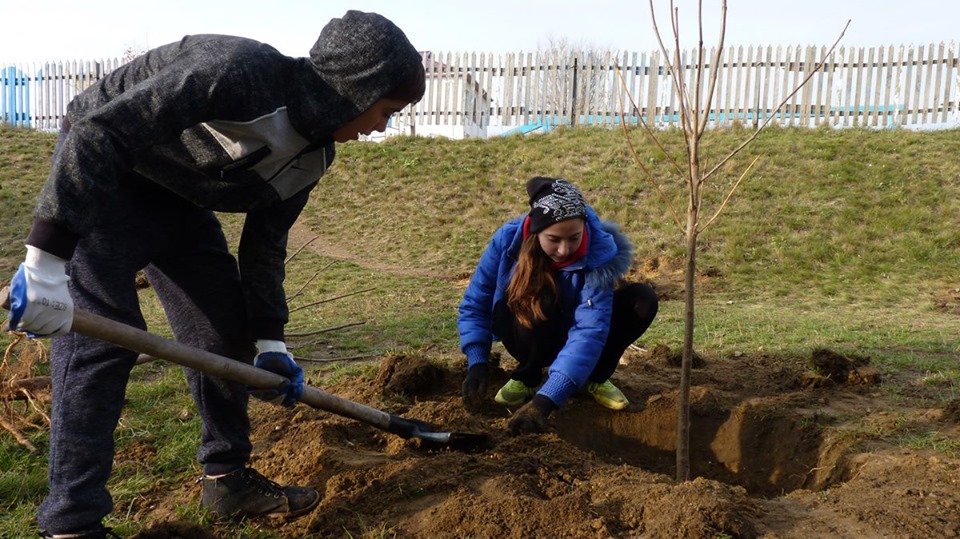 De ce să plantăm copaci și cum aceasta poate ajuta la compensarea amprentei de carbon