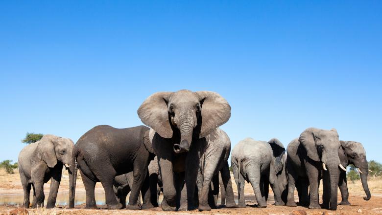 Cel puțin 55 de elefanți au murit de foame în Parcul Național Hwange din Zimbabwe în ultimele două luni