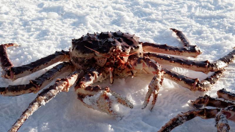 Un crab de zăpadă a fost vândut la o licitație din Japonia la prețul record de 41 600 de euro