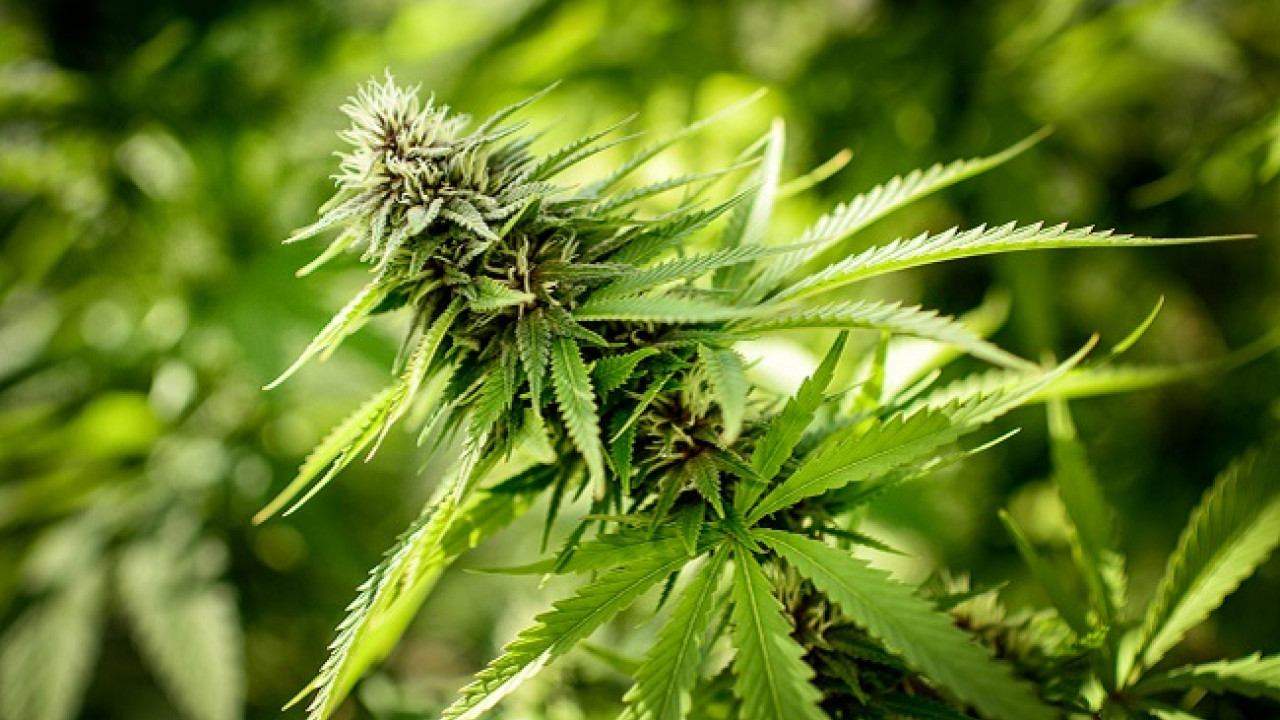 Peste 13 kg de marijuana au fost depistate la Telenești