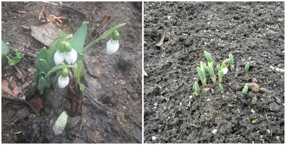 (foto) În loc de zăpadă de Crăciun, flori de primăvară! La Edineț au început a înflori ghioceii