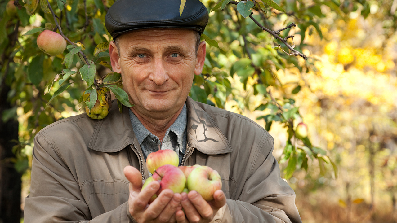 Middleaged man with apples stand near apple-tree