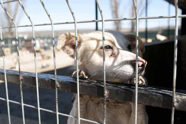 Pe un teren de pe strada Uzinelor vor fi amenajate mai multe cuști pentru întreținerea animalelor fără stăpân