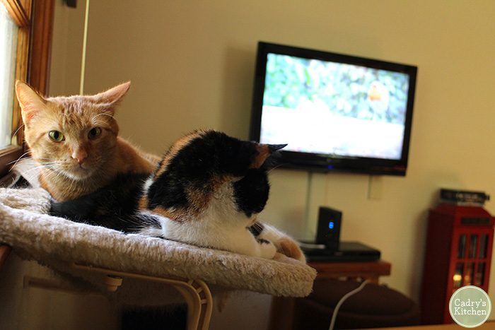 videos-for-cats-to-watch-3-700×467