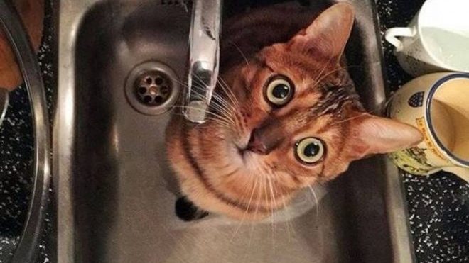 robinet pisica