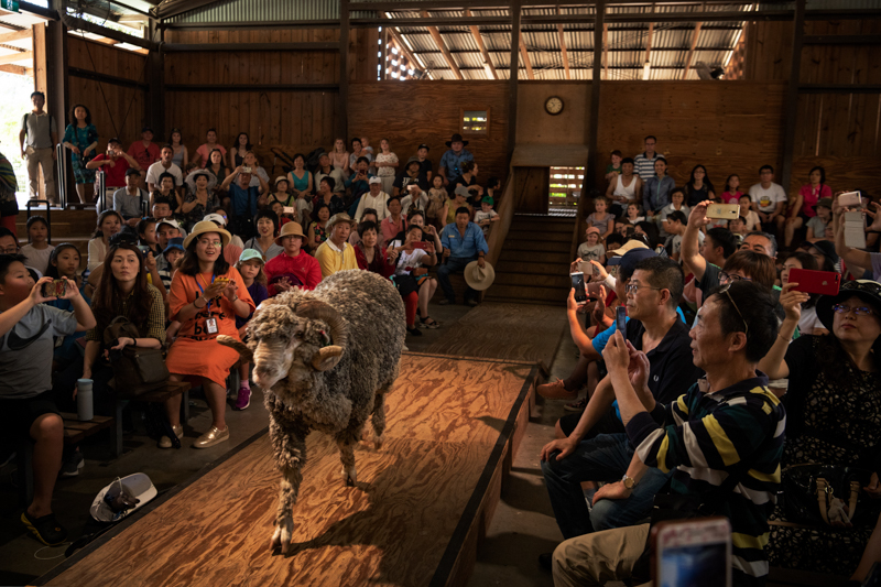 (foto) Cine sunt câștigătorii concursului „Pictures of the Year International 2019” la categoria „Viața de zi cu zi”