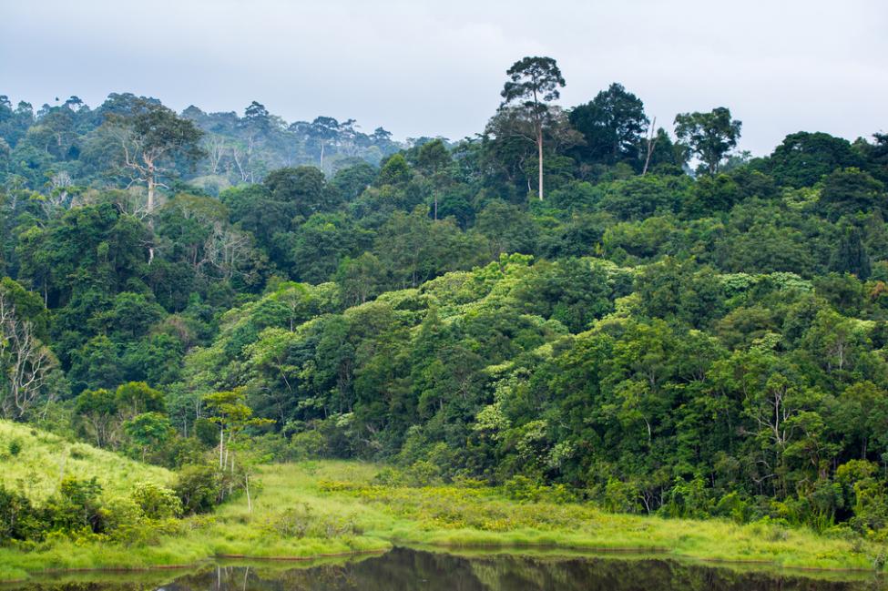 (raport) Pădurile tropicale îşi pierd capacitatea de stocare a dioxidului de carbon