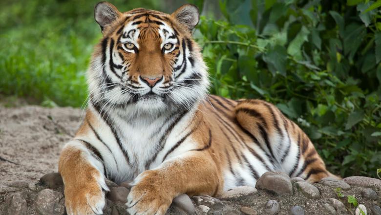 Un tigru de la o grădină zoologică din New York a fost testat pozitiv cu coronavirus