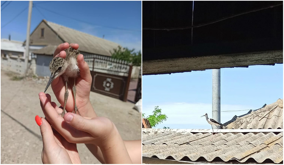 (foto) Aventura puilor de piciorong care au fost salvați de o tânără din Comrat și întorși părinților lor