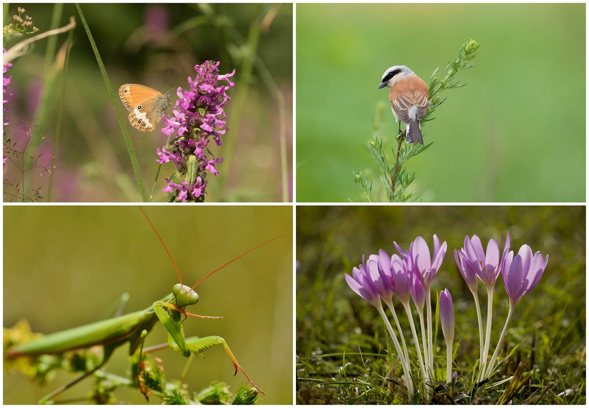 Un test din cinci întrebări care vă arată ce știți despre biodiversitate și mediul înconjurător