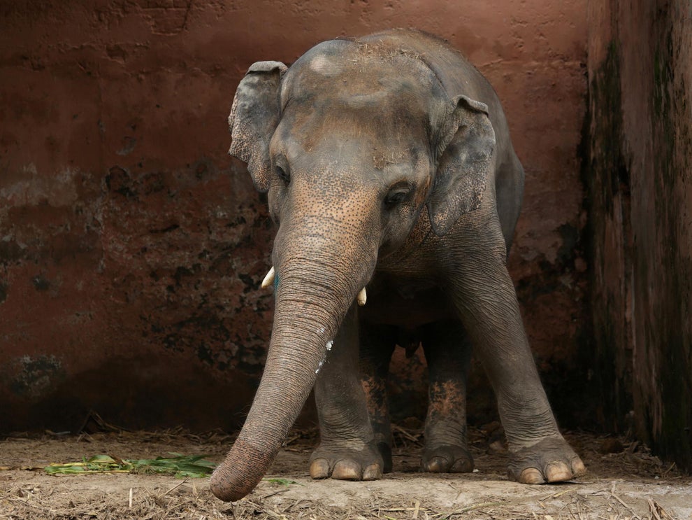 Povestea „celui mai singuratic elefant” din lume. După 30 de ani, acesta va primi o casă nouă