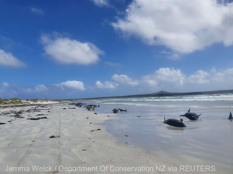 Pilot whales are seen stranded on the beach in Chatham Islands