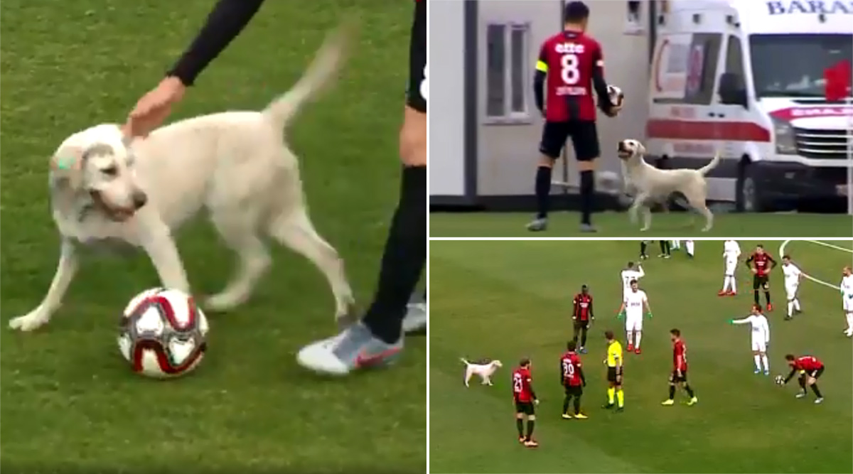 Dog-invades-Turkish-football-match