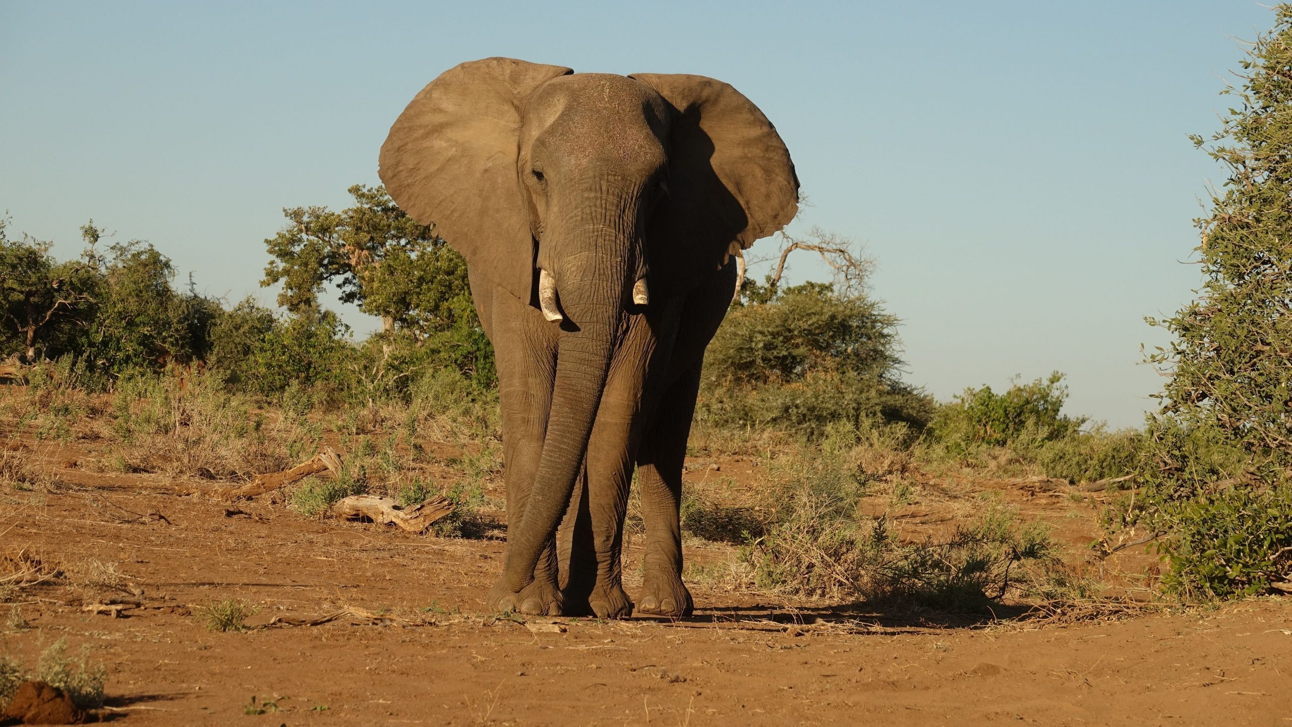 freiwilligenarbeit-namibia-afrika-artenschutz-elefantenbulle-damaraland-natucate