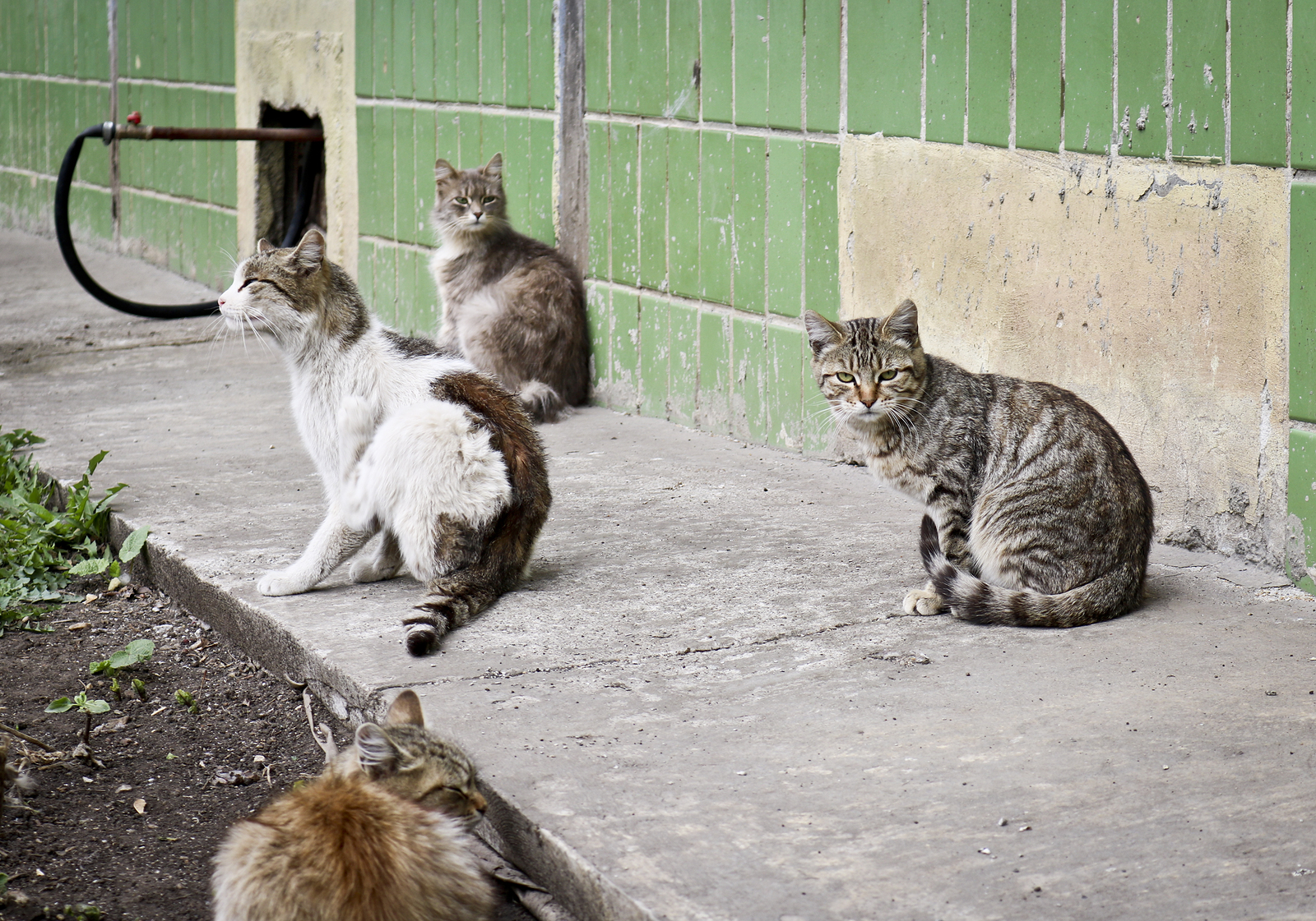 A Group Of Homeless Street Cats Near The House. Animal Abuse.